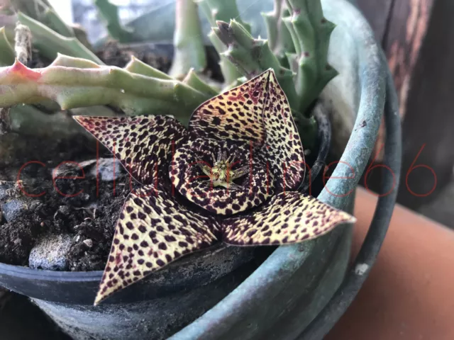 Orbea variegata semi 10 seeds stapelia cuttings rametto radici roots