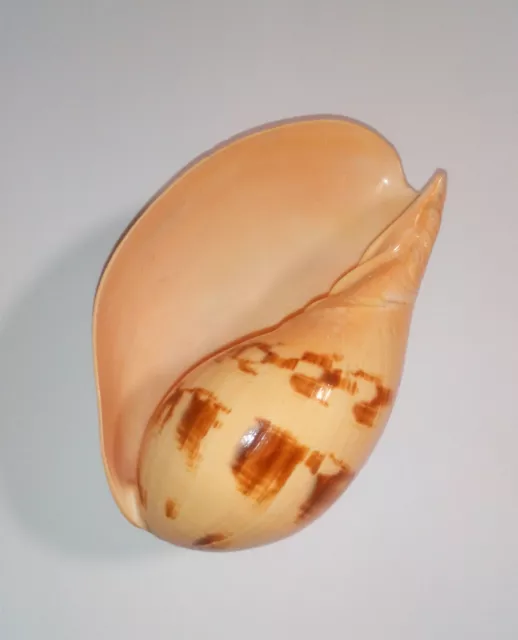 Natural Large Seashell