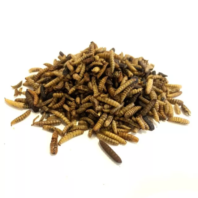 DRIED CALCIWORMS 2kg WILD BIRD FOOD (HIGHER CALCIUM THAN MEALWORM) FROM MALTBYS'