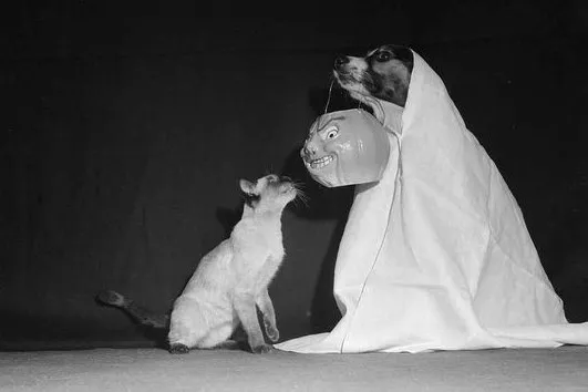 Vintage Halloween Cute Ghost Dog & Cat Photo 1904b Odd Strange & Bizarre