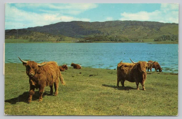 Postcard Highland Cattle by the Loch Side Scotland