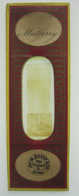 Antique J.W. Queen Microscope Slide Mulberry Tree Sections Botany