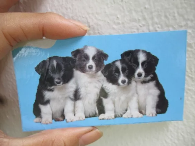 border collie breed photo puppies dog picture 2x4 inch canine scrapbook pet shop