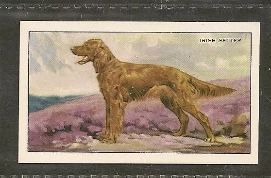 Rare 1936 UK Dog Art Full Body Gallaher Series A Cigarette Card Red IRISH SETTER