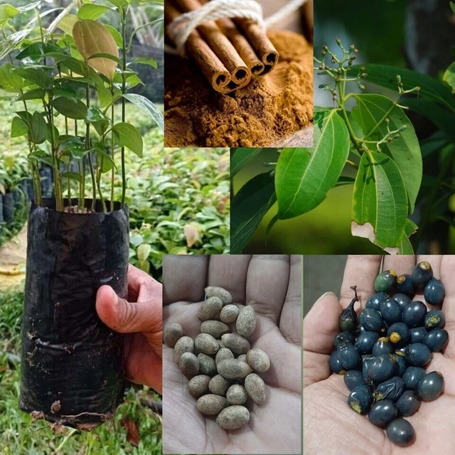 25 CEYLON CINNAMON Tree Seeds (Cinnamomum verum) Fast Growing Cinnamon