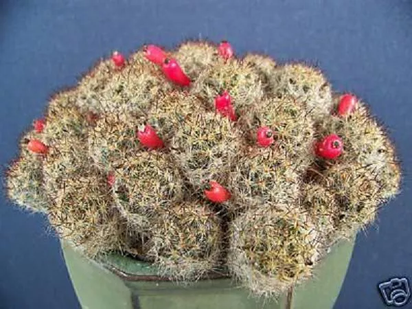 Mammillaria prolifera @ cacti rare cactus seed 20 SEEDS