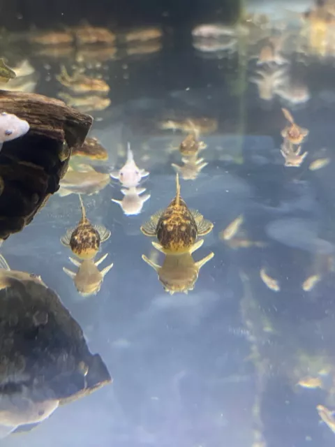 2 Super Red Calico Bristle Nose Pleco (1.25”-1.75”)