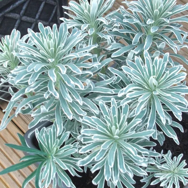 1 X Euphorbia 'Glacier Blue' Mediterranean Spurge Evergreen Shrub Plant In Pot