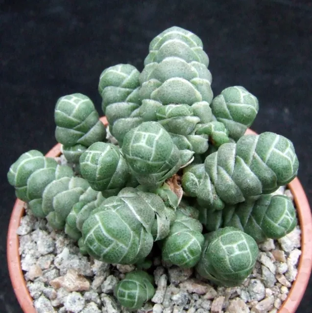 Crassula Barklyi choice smaller-growing 7.5cm collectors succulent / cactus