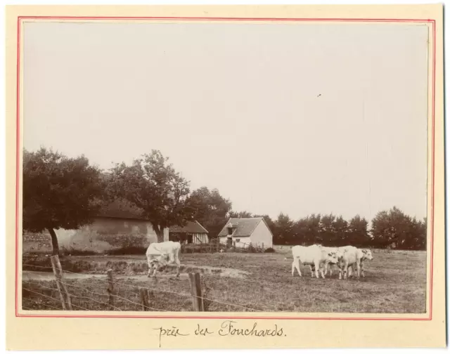 France, Les Fouchards, ses environs, ferme et ses vaches  vintage silver print