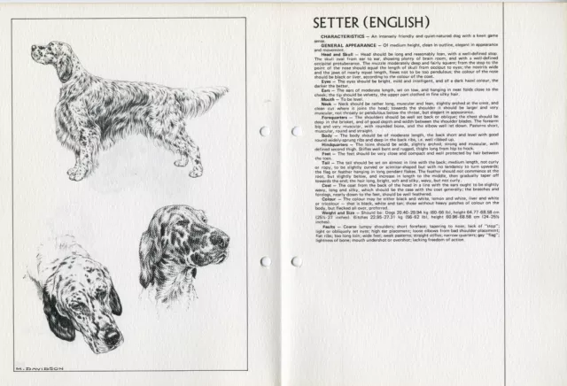ENGLISH SETTER 1978 DOG BREED STANDARD SKETCH PRINT + TEXT by M DAVIDSON