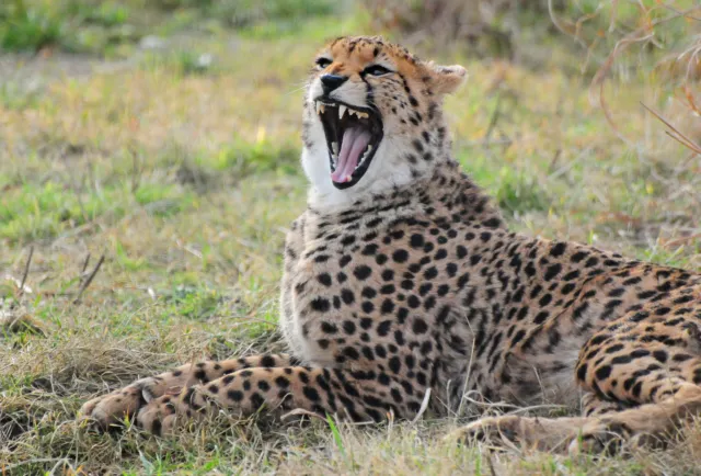 Cheetah POSTCARD Big Cat Animal Steve Greaves Wildlife Art Print Card Nature