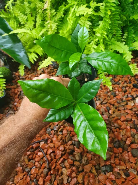 (EOY Clearence) RARE Fruit Tree ~ Yellow Coffee ~ Coffee arabica ~ Seedling