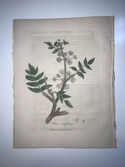 2nd Ed Woodville Medical Botany 1810 H/C Botanical Engraving Water Parsnip