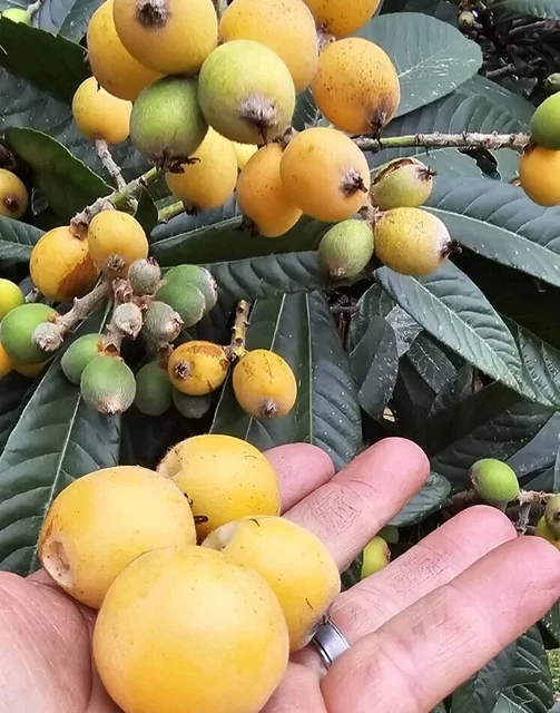 (10) Loquat Fruit Plant Trees Japanese Seeding Plump Starter Trees