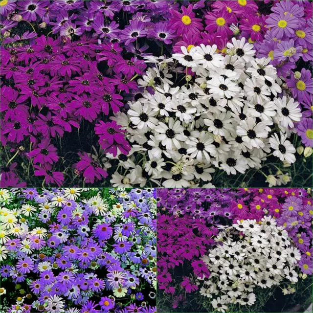 SWAN RIVER DAISY Mix Splendour 275+Seeds BRACHYSCOME SPLENDOUR  Beautiful Flower