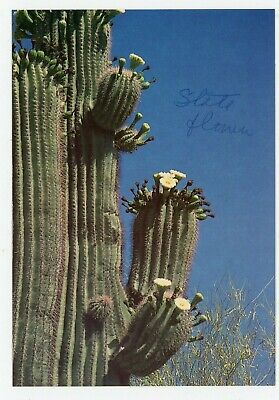 POSTCARD AZ ARIZONA  Saguaro Cactus Blossom The Arizona State Flower