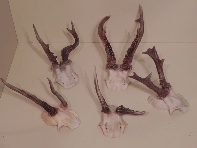 5 Anormal Cornamentas de Ciervos Asta Shabby Regalo Decoración Idea #13.12