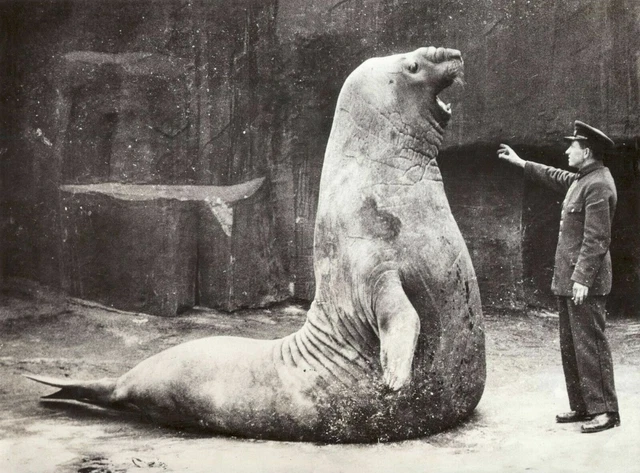 Antique Elephant Seal Photo 944b Oddleys Strange & Bizarre
