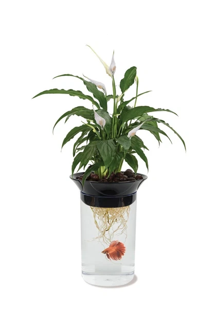 Penn-Plax Aquaponic Planter and Aquarium for Betta Fish Tank Promotes Healthy...