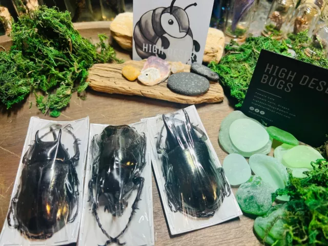 Wholesale Lot of 5 specimens Chalcosoma caucasus - 3 Horned Rhino Beetle 