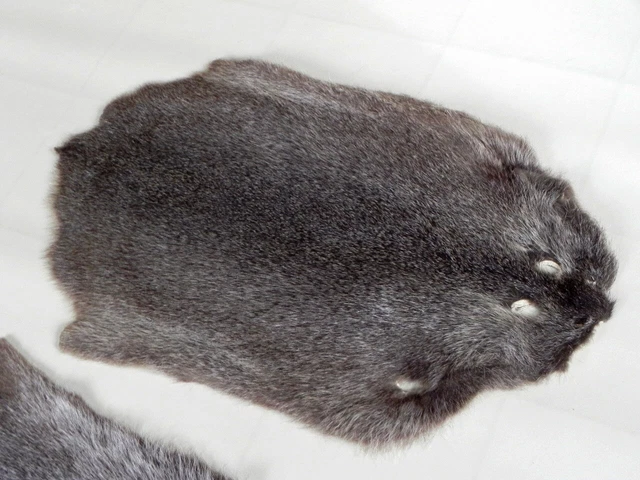 1 Stk Hermosa Nutria Piel Con Gerber - Sello Decoración Alfombra Trofeo
