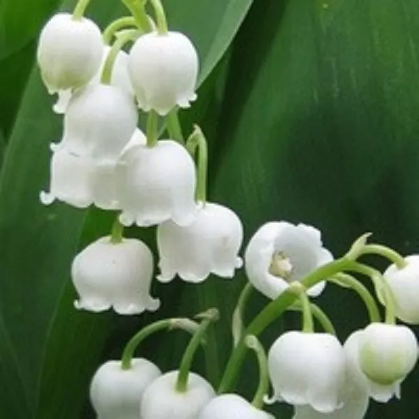 Blue Flower Goddess' Blue Lily of the valley Flower Seeds Rare Perennial  Plants