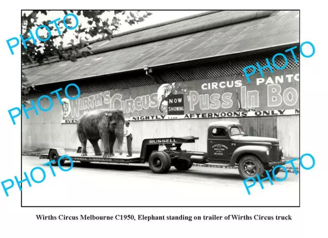 OLD 8x6 PHOTO WIRTHS CIRCUS ELEPHANT c1950 MELB 1