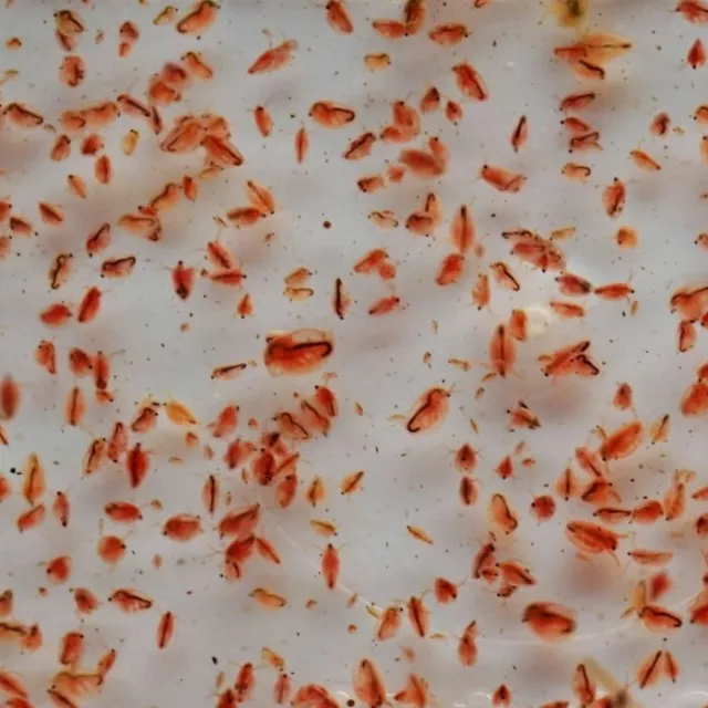 10+ Live Fish Food. Adult Daphnia magna-Water Fleas-live food