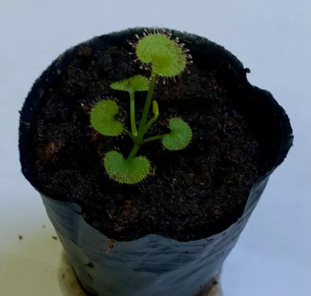 Drosera Prolifera Plante Carnivore Vivante 1 Pied