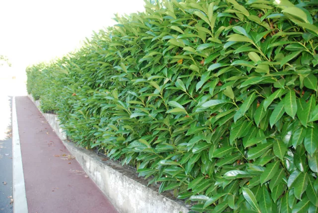 Laurel 1.2m+ tall hardy and shade tolerant Garden Evergreen hedge plants hedging