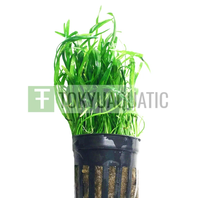 Micro Sword Potted Tropical Freshwater Aquarium Live Plant Decoration Fish Tank