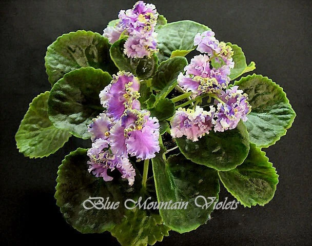 African Violet Plant "Cajun's Queen's Lace"