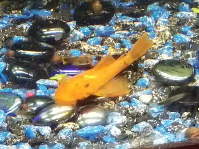 Pleco - Super Red Standard Fin Bristlenose Pleco