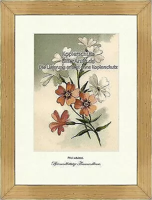 Pfriemenblättrige Flammenblume Teppich-Phlox Sperrkrautgewächse Vilmorin A4 159