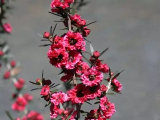 Leptospermum scoparium Burgundy Queen