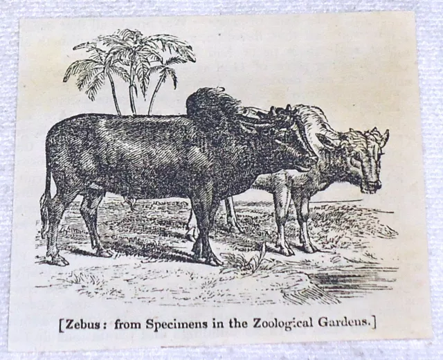 1832 small magazine engraving ~ ZEBUS humped cattle in pasture