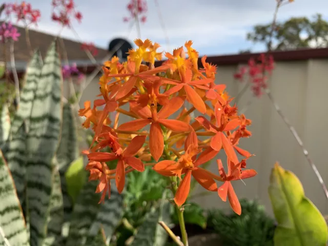 Orange Epidendrum Crucifix Orchids - 2 for $15