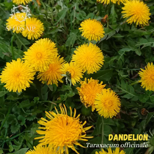 25.000+ Samen Löwenzahn (Taraxacum Officinale) Dandelion, Bienenfreund, Großpack