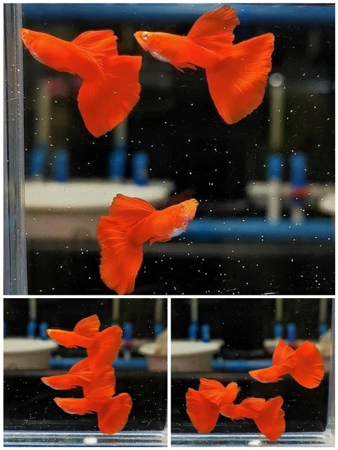 1 Pair Live Fish Guppy - Full Red - Guppy Tropical - High Quality 1 Pair Live Fish Guppy - Full Red - Guppy Tropical - High Quality