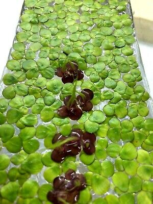99+ GIANT Duckweed In-Grown live floating aquarium - ponds (Spirodela polyrhiza)