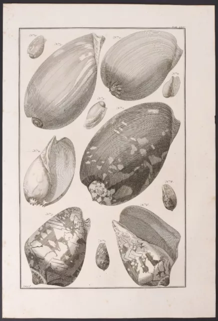 Seba - Shells. 64, 1765 Curiosities Original Folio Engraving