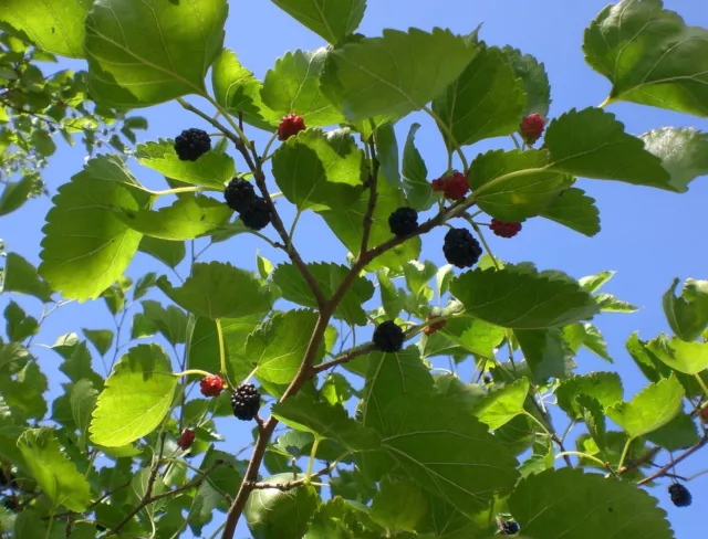 100 Black Mulberry seeds (Morus nigra) Mûrier noir, Schwarze Maulbeere, Moerbei 3