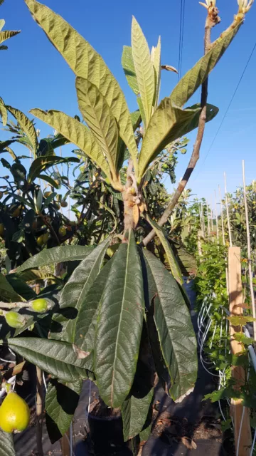 Eriobotrya japonica 'Golden Nugget' / Néflier du Japon / Conteneur de 7 à 10 ...