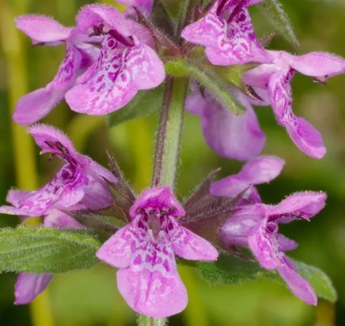 SAMEN i! SUMPFZIEST !i  Wiesenblume Teich-Uferpflanze - Bienen- u.Schmetterlings