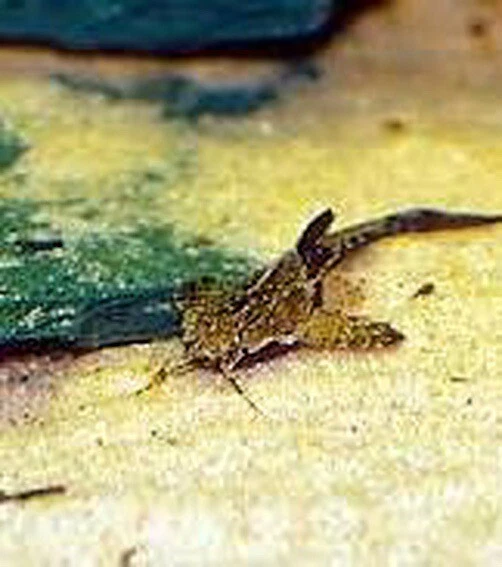 Pack of 3 Live Banjo Catfish Freshwater Tropical Fish 2-3" Inches A++