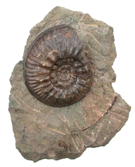 Dogger  Bredya diadematoides Ammonit mit Top Schalenerhaltung  Geisingen  W2-11