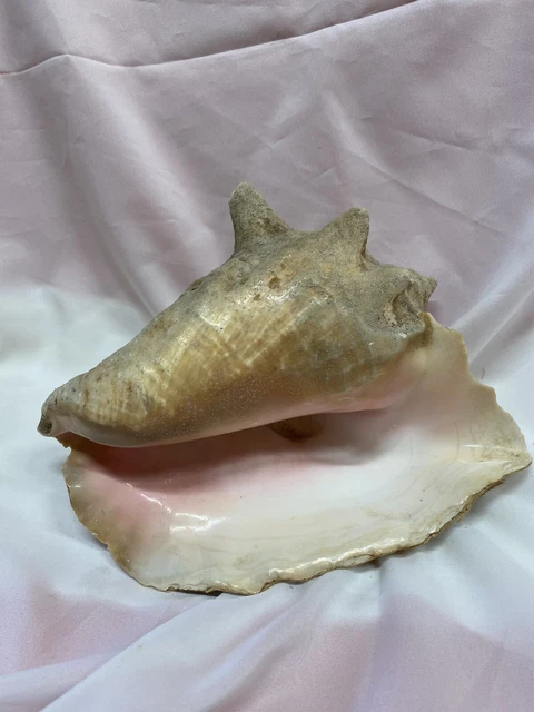 Vintage Large Natural Horned Queen Helmet Conch Sea Shell Beach Decor