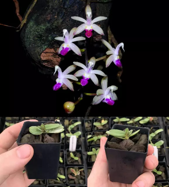 RON Orchid Stereochilus Ster pachyphyllus (laxus SPECIE 50mm RARE FLOWERING SIZE