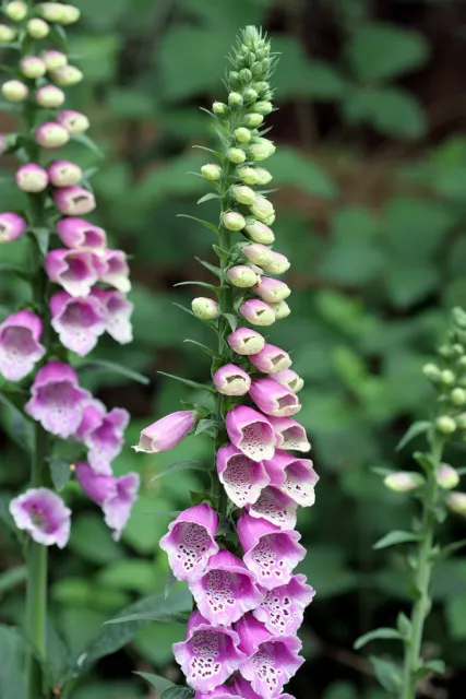 Roter Fingerhut Digitalis purpurea 100 Samen